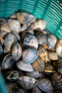 Panier de palourde au retour de la p&ecirc;che en bord de mer.