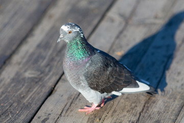 portrait of grey pigeon on boards