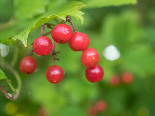 red viburnum berries closeup in autumn