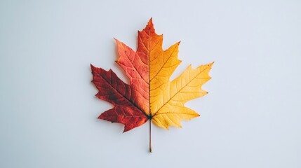 Autumn maple leaf, half red, half yellow, on white background; fall design