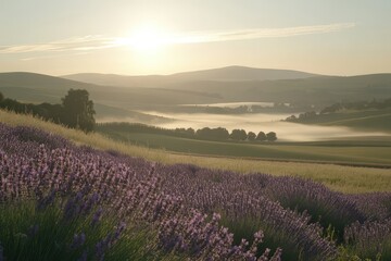 Serene Lavender Fields Under Soft Morning Light Over Rolling Hills