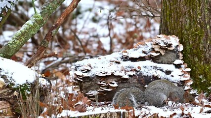 Sciurus carolinensis - Eastern Grey Squirrel, fluffy gray rodent looking for food in the forest litter in the forest in the suburbs of New Jersey, USA