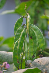 A detailed view of Phaseolus lunatus, the Lima bean plant with green leaves.