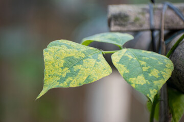A close-up of Phaseolus vulgaris, commonly known as the common bean plant.