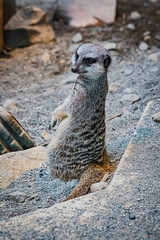 札幌市円山動物園　ミーアキャット