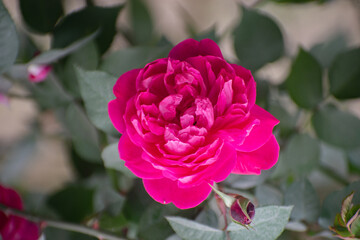 A blooming Wichura's rose, scientifically known as Rosa lucieae.