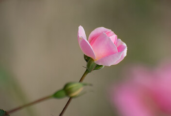 A close-up of Rosa lucieae, commonly known as Wichura's rose.