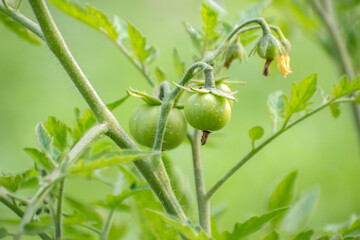 A ripe garden tomato, scientifically known as Solanum lycopersicum.