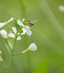 A detailed view of a bee enjoying nectar from a wild radish flower in full bloom.