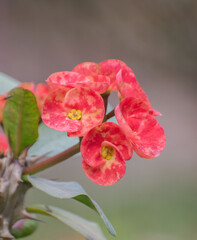 A vibrant Euphorbia milii, also known as Crown-of-thorns, in full bloom.