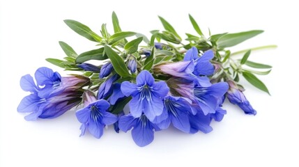 Naklejka premium Blue Gentian flowers bouquet, studio shot, white background, floral arrangement, botanical illustration