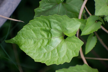 A detailed view of Mikania micrantha, commonly known as Climbing hempweed.