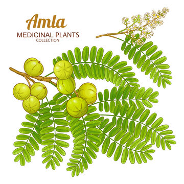 Amla Branch with Flowers, Fruits Colored Illustration. Essential oil ingredient for aromatherapy, alternative medicine. Nutritional healthy food ingredient. Vector isolated for design or decoration.