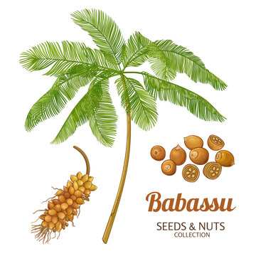 Baobab Branch with Flowers, Fruit and Leaves Colored Detailed Illustration. Vector isolated for design or decoration.