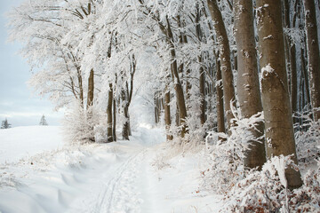 Winter path 