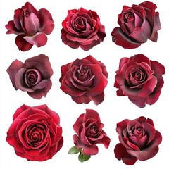 Collection of Nine Detailed Roses Arranged in a Grid Pattern, Showcasing Eight Red Roses and One Light Pink Rose in Full Bloom