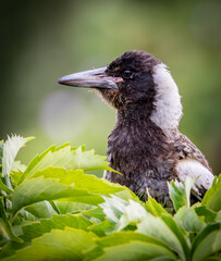 A young Australian magpie (gymnorhina tibicen dorsalis) exhibiting probable signs of early avian...