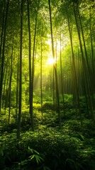 Obraz premium Sun shining through lush green bamboo forest at sunrise