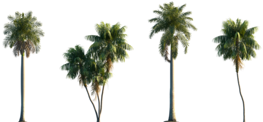 Set of Roystonea regia and Howea forsteriana frontal isolated png on a transparent background perfectly cutout