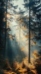 Obraz premium Golden sunlight shining through foggy autumn forest