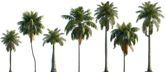 Set of Roystonea regia and Howea forsteriana frontal isolated png on a transparent background...