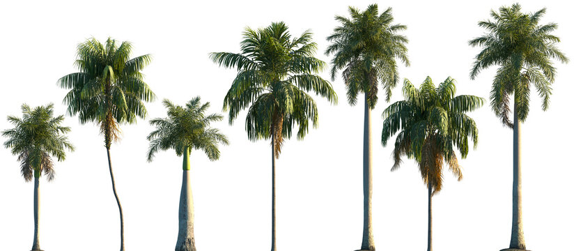 Set of Roystonea regia and Howea forsteriana frontal isolated png on a transparent background perfectly cutout
