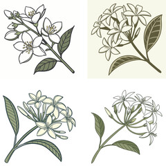 A delicate jasmine flower icon with small petals and a fresh lo