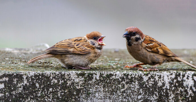 Watch the lively house sparrow flit about, showcasing its playful antics. Meanwhile, the angry bird strikes a fierce pose, capturing the essence of nature's drama.