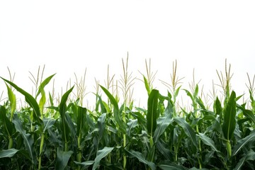 Fototapeta premium Lush Cornfield, Growing, Agriculture, Field, Summer, Plants, Green, Isolated, White Background, Food