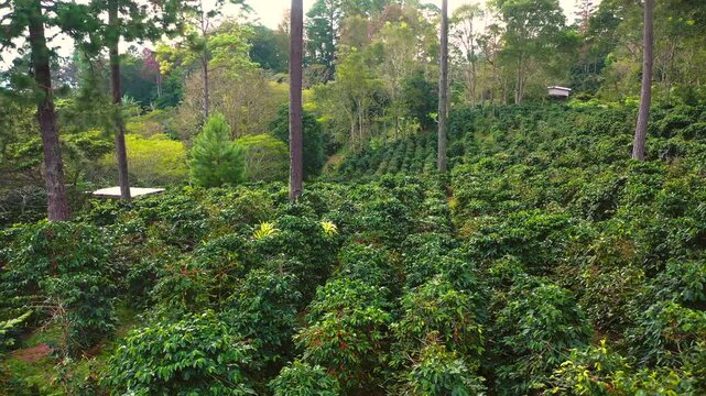 Drone flight over coffee plantations amidst lush green forest on a mountainside, where coffee beans grow on bushes in even rows. Drone footage, 4K