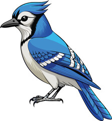 Birds illustration of vivid blue jay 