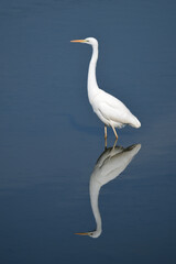 冬の川で餌を探すダイサギ