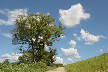 Fototapeta premium 河川敷の大木、枝にはたくさんの鳥の巣