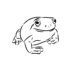 Hand draw frog isolated, frog Vector illustration, frog outline