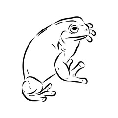 Hand draw frog isolated, frog Vector illustration, frog outline