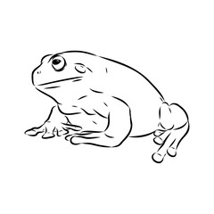 Hand draw frog isolated, frog Vector illustration, frog outline