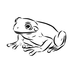 Hand draw frog isolated, frog Vector illustration, frog outline