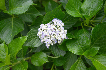 緑背景のアジサイ