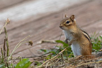 Chipmunk