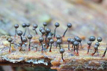 Cribraria piriformis, slime mold from Finland, no common English name