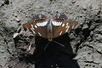 Limenitis populi, commonly known as Poplar Admiral, butterfly from Finland