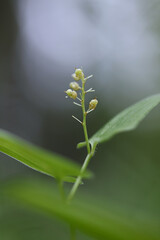 Naklejka premium Maianthemum bifolium, known as May Lily or False Lily of the Valley, wild poisonous plant from Finland