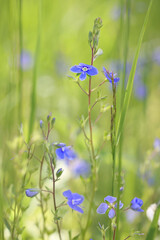Veronica chamaedrys, commonly known as Germander speedwell or Bird’s-eye speedwell, wild  plant from Finland