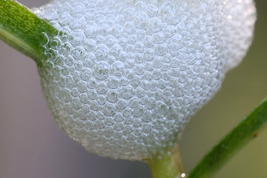 Philaenus spumarius, the meadow froghopper or meadow spittlebug, larva in foam nest