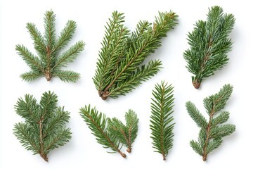 A collection of pine and fir tree branches isolated on a white background
