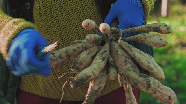 Female gardener dividing dahlias. Freshly lifted and washed clumps of dahlia tubers being divided. Splitting dahlias before winter storage.