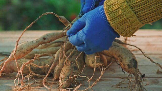 Female gardener dividing dahlias. Freshly lifted and washed clumps of dahlia tubers being divided. Splitting dahlias before winter storage.
