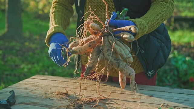 Female gardener dividing dahlias. Freshly lifted and washed clumps of dahlia tubers being divided. Splitting dahlias before winter storage.