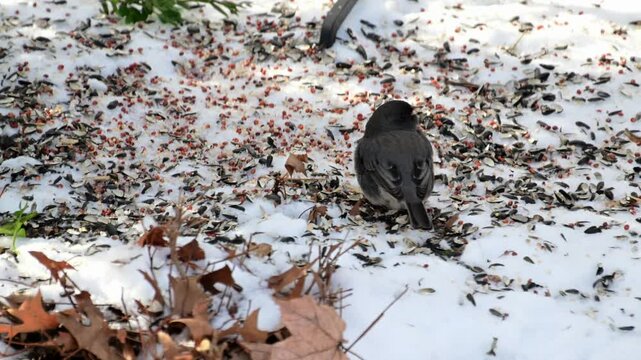 The dark-eyed junco - Junco hyemalis, small bird foraging in winter in forest in suburban New Jersey, USA