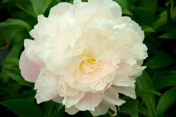 美しく咲く白いシャクヤク